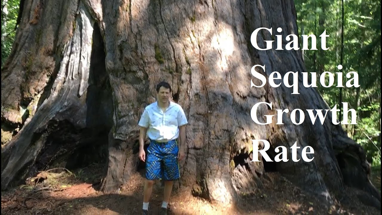 Giant Sequoia Growth Rate