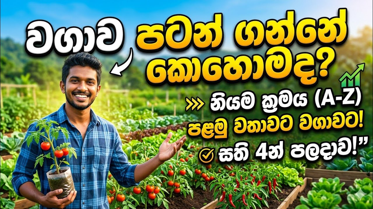 Shall we clean up the forest? 🌶️කැලේ සූද්ද කරා මචං මිරිස් හිටවන්න  🥵 Episode #1