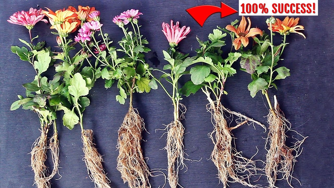 ✔️EASIEST way to GROW Chrysanthemum/Mums from Cuttings