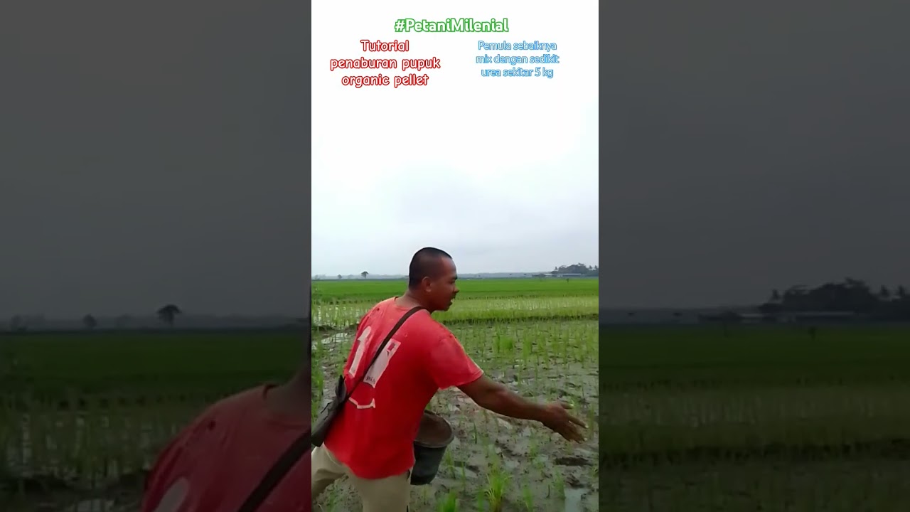 Tutorial penaburan pupuk organic pelet ala petani milenial Karangpaningal produk CV Malindo 
