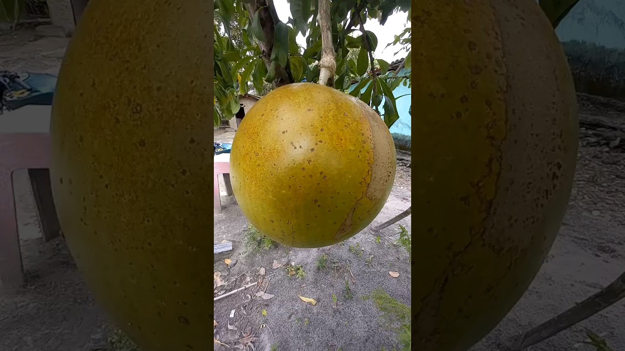 Coit&eacute; fruta cuia #ro&ccedil;a #sitio #campo #shorts