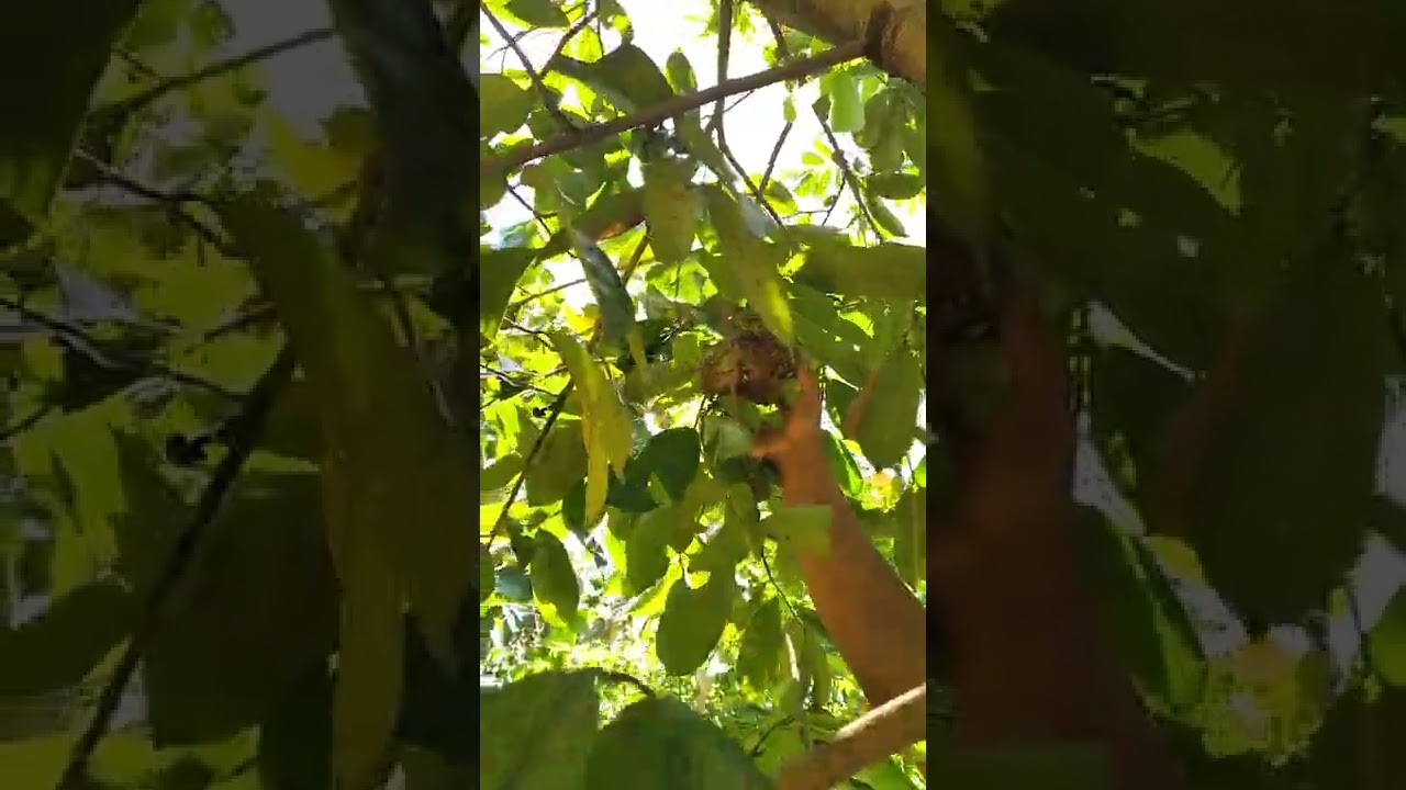 guyabano first two fruits Arimando