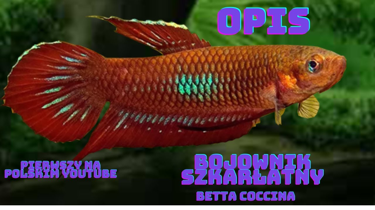 Bojownik Szkarłatny ( Betta coccina) Najpiękniejszy bojownik BEZ ODMIAN!