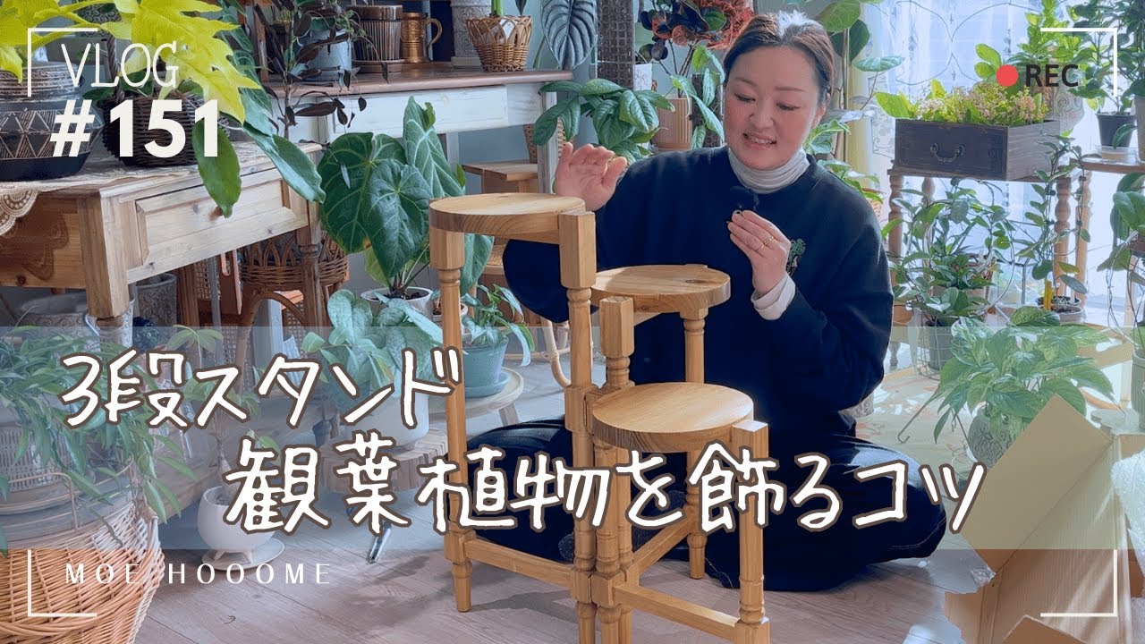 【観葉植物を飾るコツ】私が意識している｜３段スタンドを使って実践（Vlog/151）