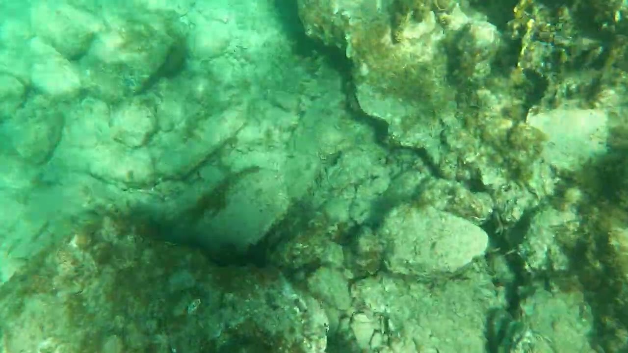 St. Thomas snorkeling 🤿