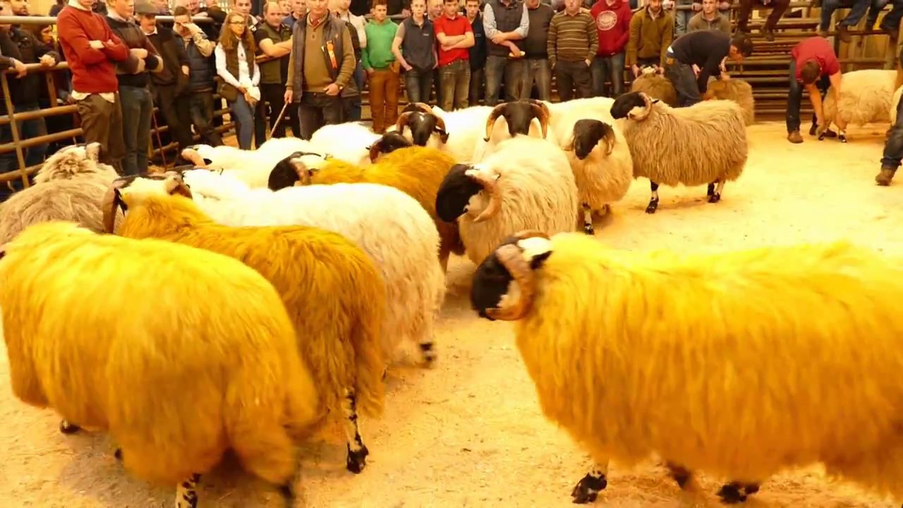 MOURNE BLACKFACE Ram Lamb Classes 2016