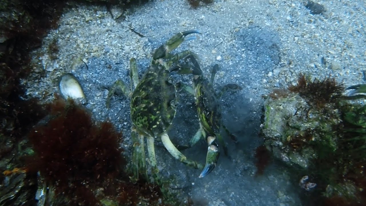 Diving in Grevelingenmeer- September 2025