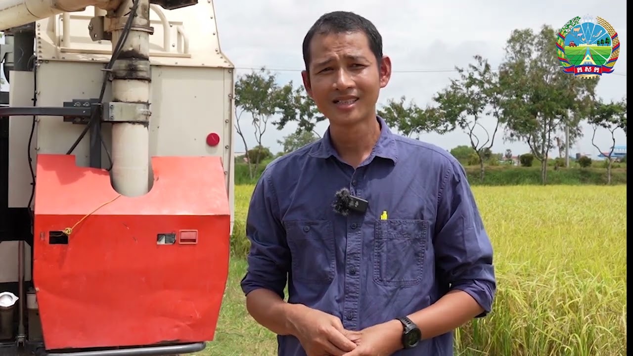 វិទ្យាស្ថាន(CARDI) ប្រមូលផលពូជស្រូវ «ចំប៉ីស៧០»  សម្រាប់ចែកចាយដល់កសិករដាំដុះ