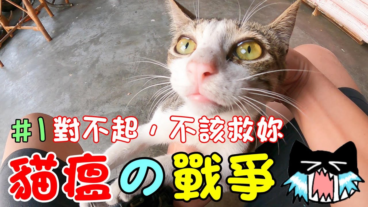 『貓瘟的戰爭#1』對不起，不該救妳