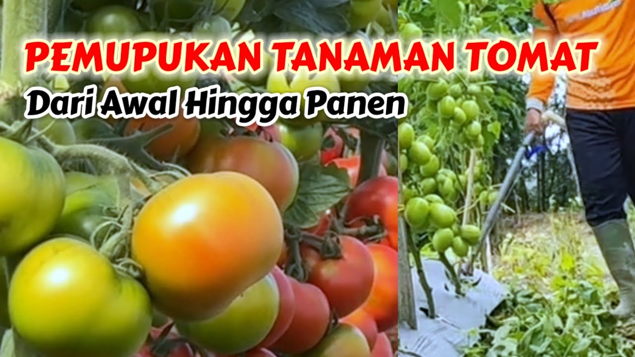 Cara Pemupukan Tanaman Tomat dari Awal Tanam hingga Panen Berkali-kali