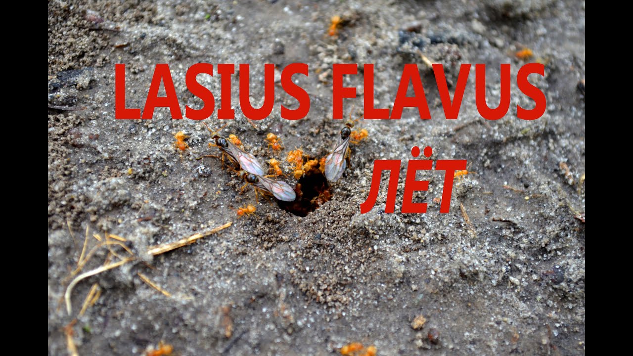 Муравьиная ферма. Лёт муравьев Lasius flavus. Flight ants Lasius flavus