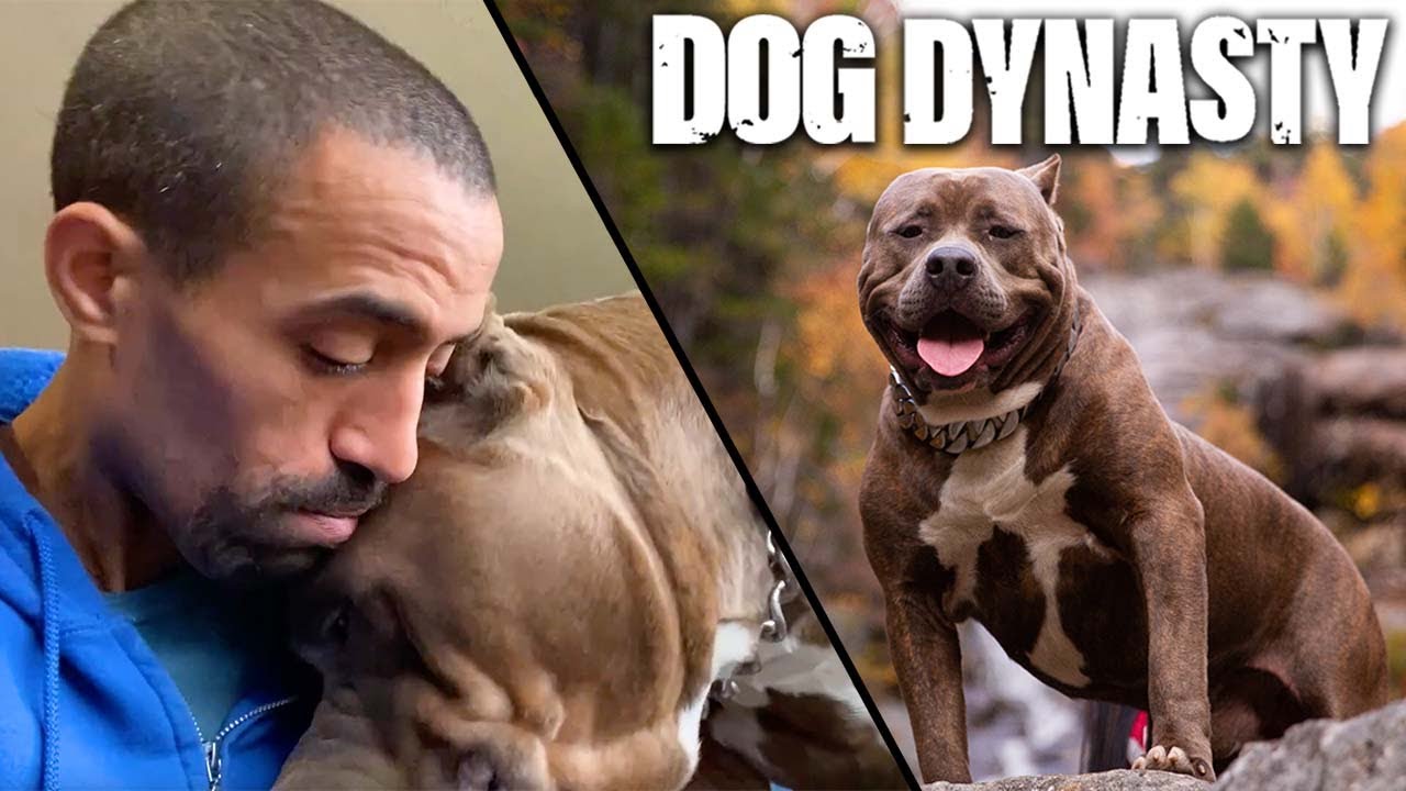 RIP Kong — Трагическая смерть легенды собачьей династии | DOG DYNASTY