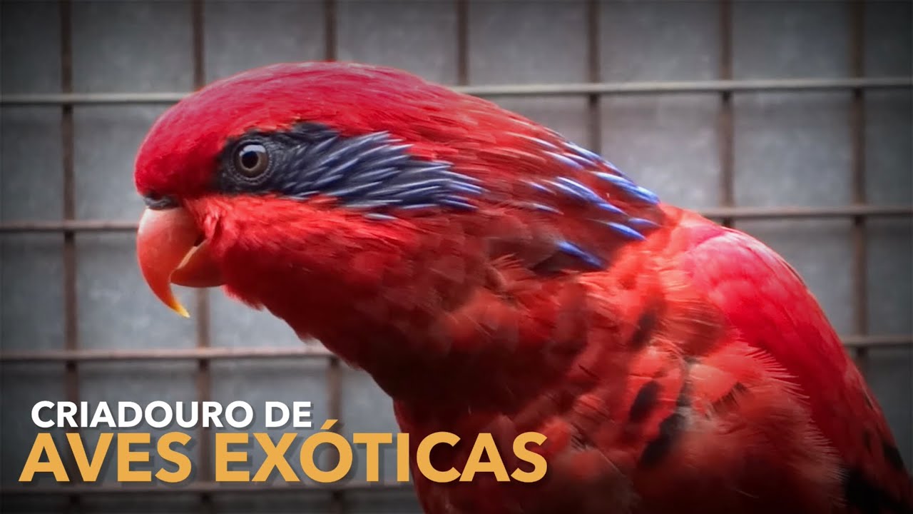 Um dos maiores CRIADORES de RING NECK e LÓRIS do Brasil | #BIRDTV