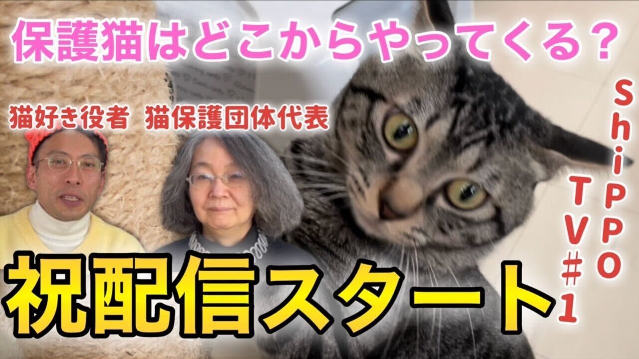 猫はどこからやってくる？【ShippoTV 保護猫情報番組vol.1】