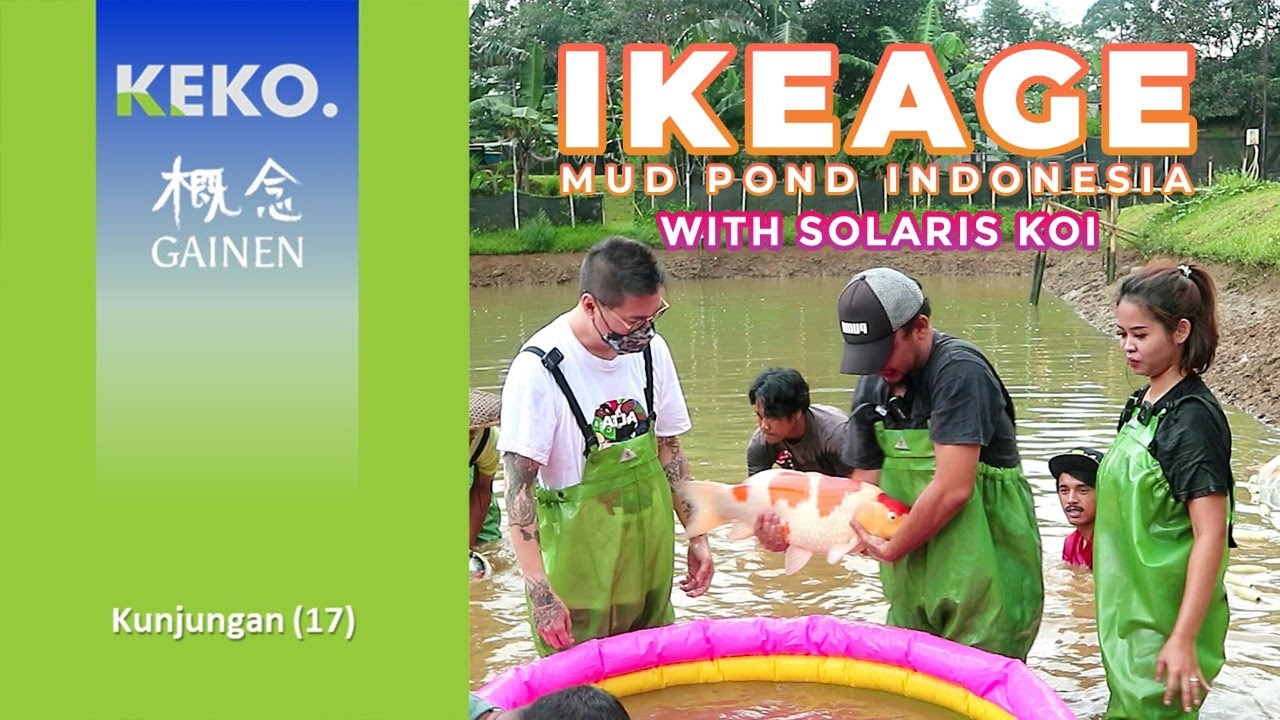 PANEN KOI JUMBO | Ikeage Indonesia Solaris Koi Bogor | Kunjungan (17)