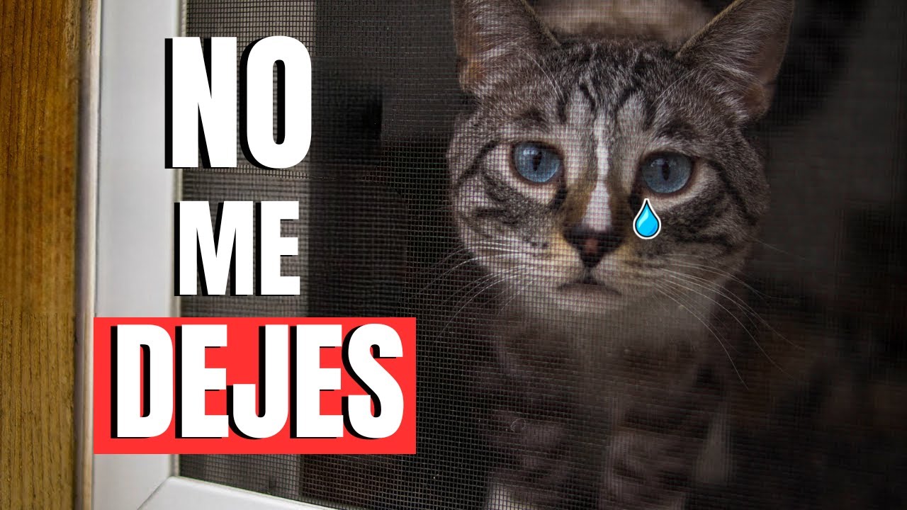 Nunca hagas esto cuando dejes a tu gato solo, 