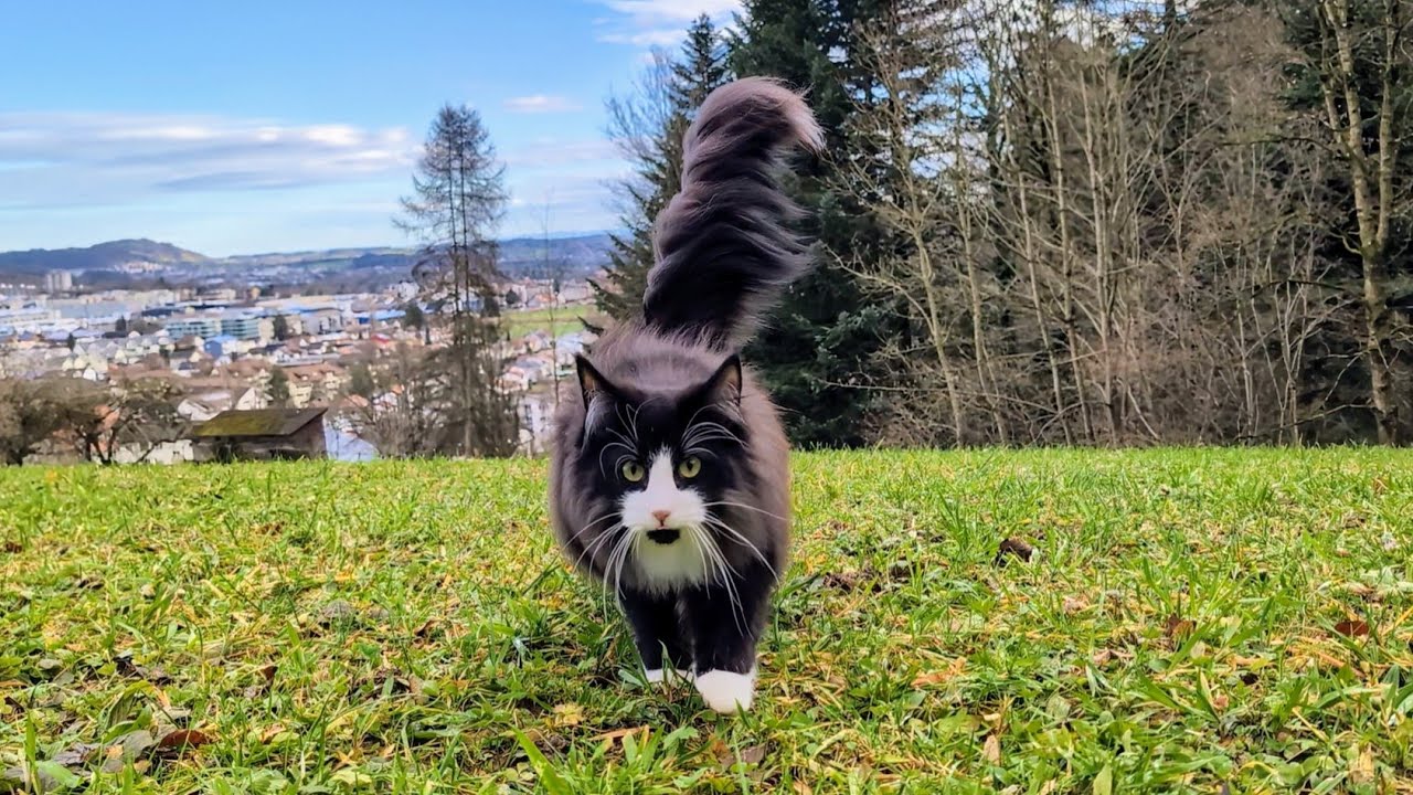Norwegian Forest Cat: In and out of the Forest with Odin