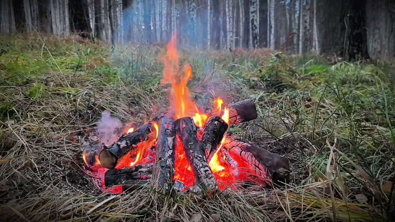 Autumn Forest Campfire — Relaxing Crackling Fire Sounds in Birch Woods | Sleep, Study, Relax  Loop 6