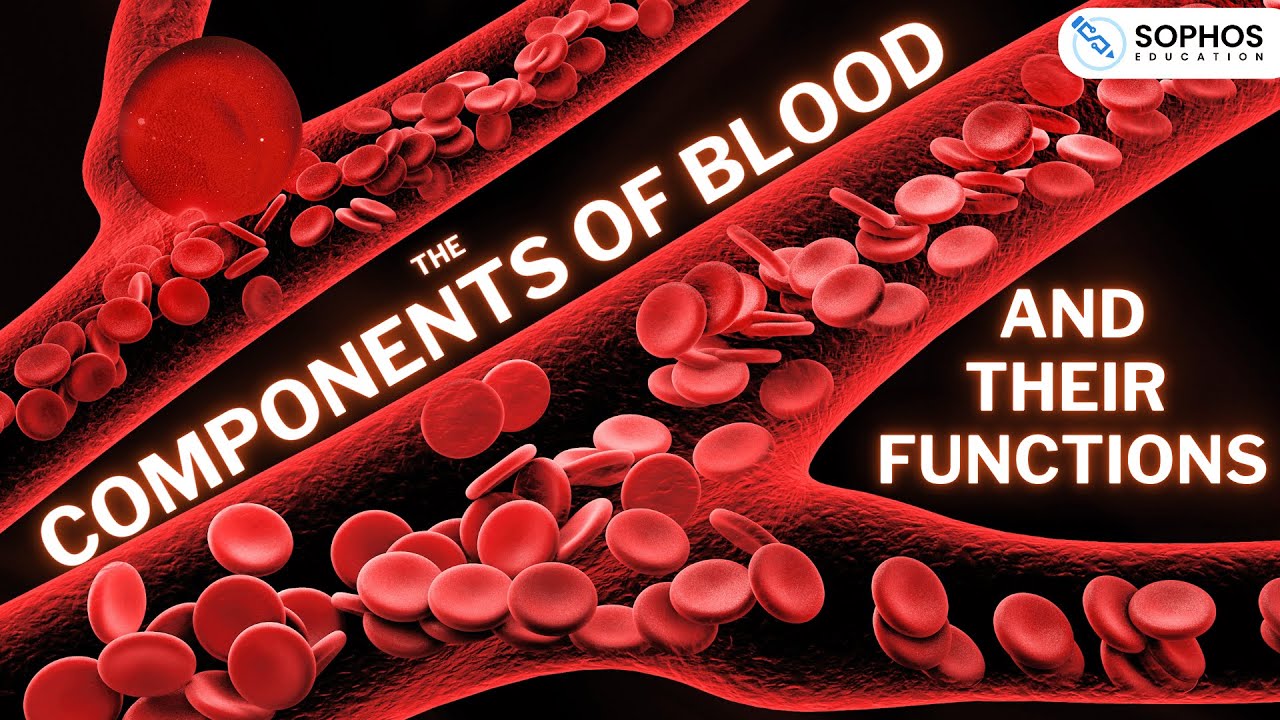 The Components of Blood and their Functions