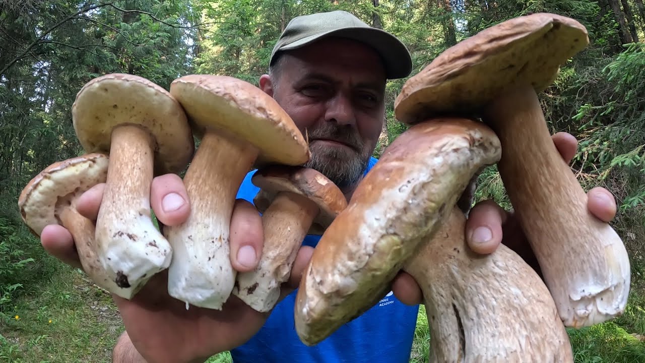 Оце ВЕЛЕТНІ!  Перші карпатські БІЛЯКИ вже пішли!