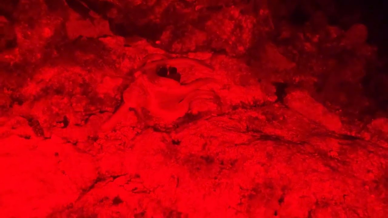 [4K] Curacao - Coral Estate - Octopus (red light)