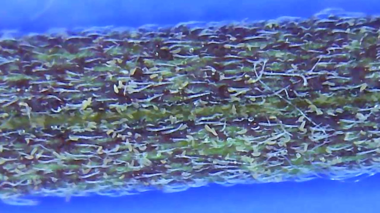 RUSSET MITE INFESTATION