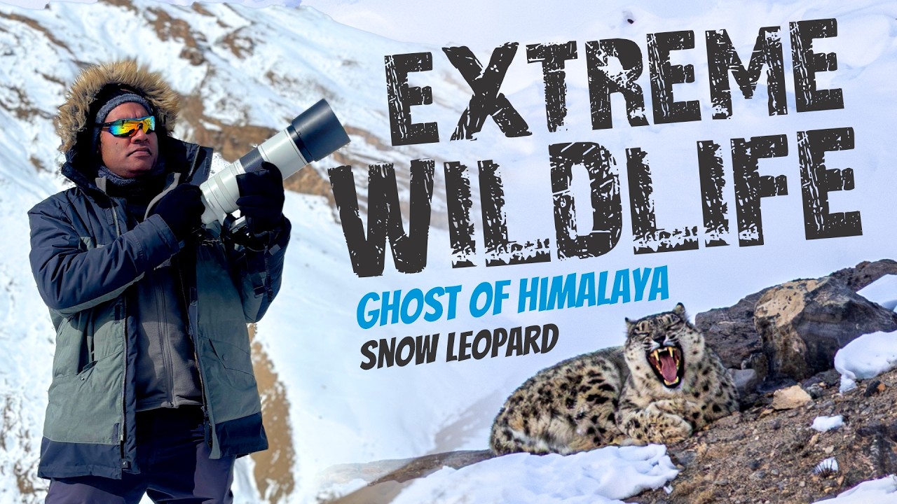 Extreme Wildlife - Ghost of the Himalaya | Snow Leopard | Spiti Valley