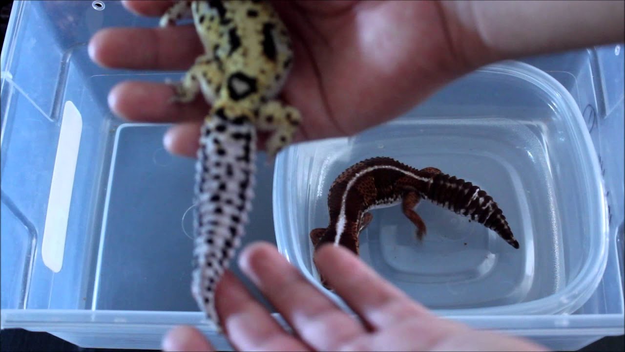 Diferencias entre Gecko Leopardo y Gecko de Cola Gorda