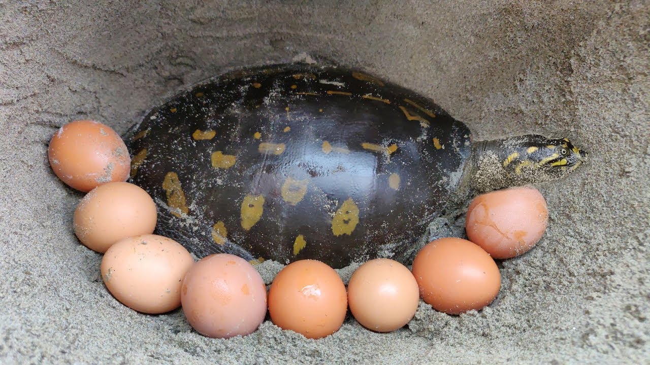 Finding Tortoise and Eggs in Soil Hole | Boy Searching Tortoise