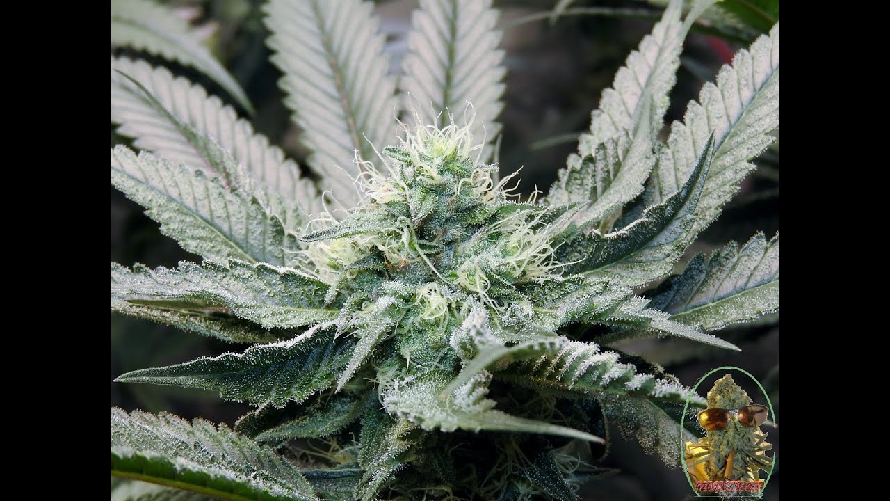 BLACK BANANA COOKIES AND MAC 1 SEA OF GREEN DAY 35 DLI