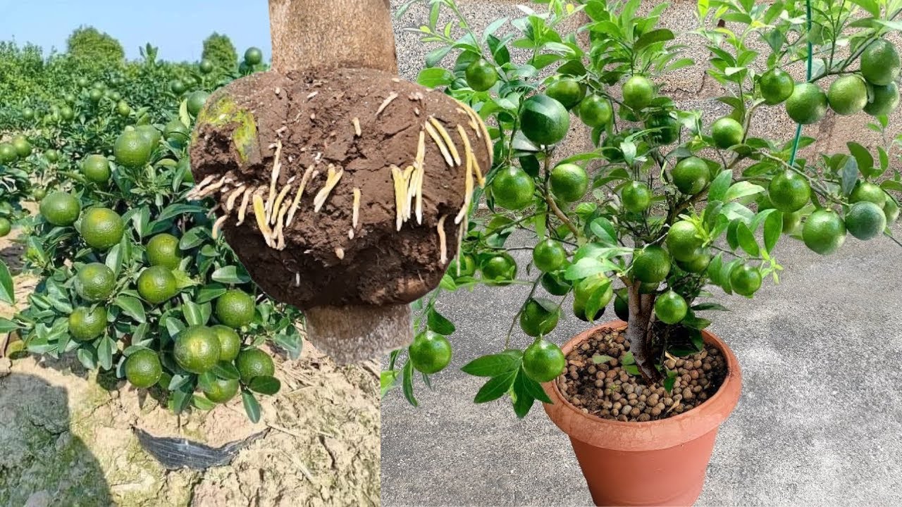 Cientos de Limones en Casa y Maceta enraizando Ramas Gruesas de limón Método Increíble de propagar