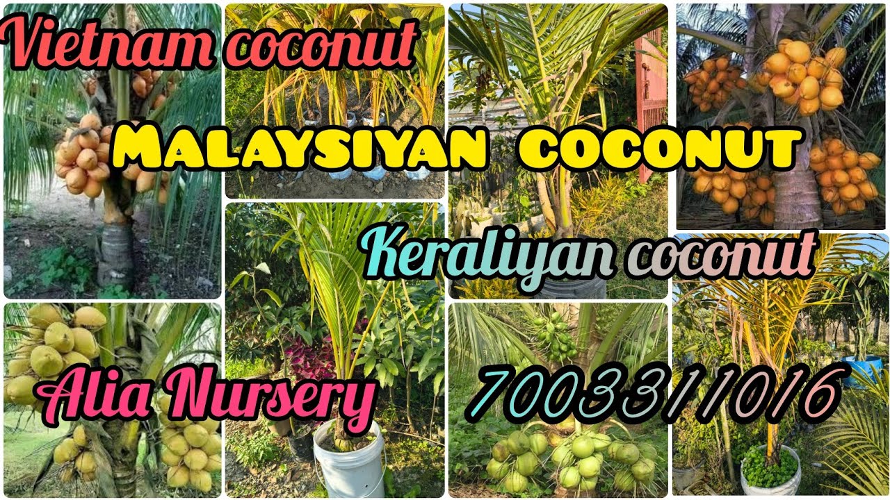 Vietnam green,malaysiyan green,keraliyan coconut plants available in Alia nursery🥥#youtube #nursery 