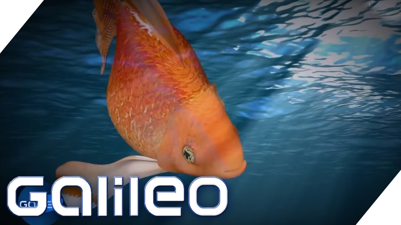 Goldfische: Warum sind sie beliebt und wie kommen sie zu uns? | Galileo | ProSieben