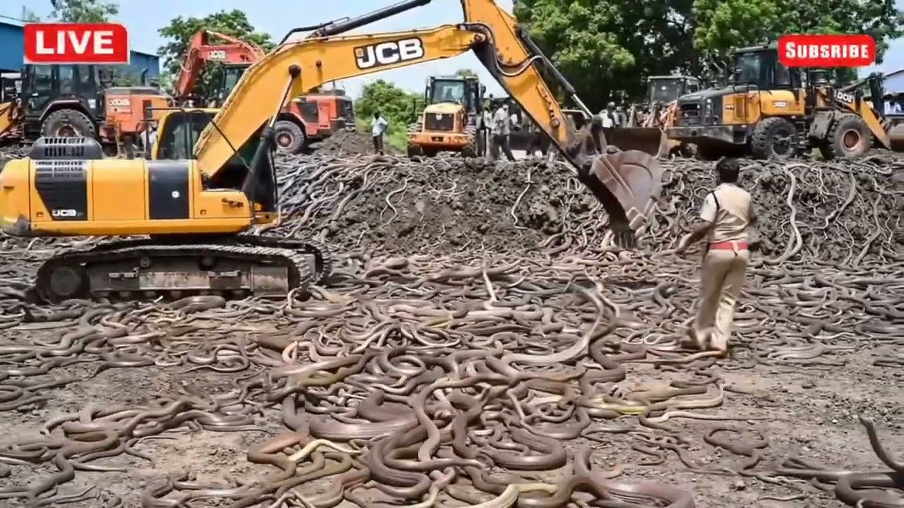 Thousands of Snakes Emerge as Earth Cracks Open! 🚨 JCB, Police & Rescue Team in 8K
