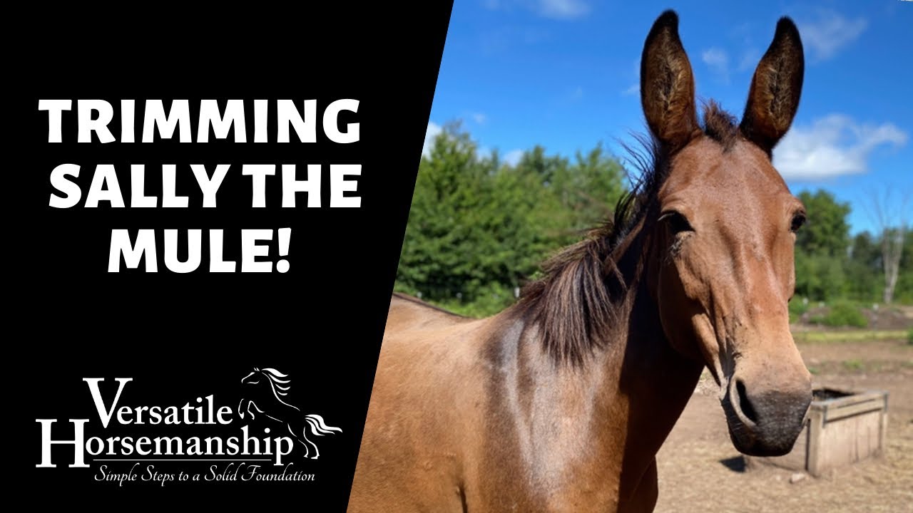 TRIMMING SALLY THE MULE!