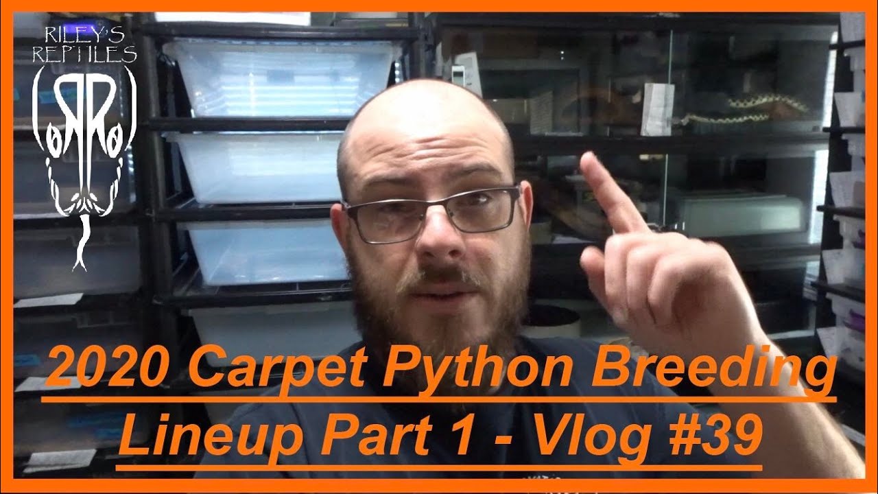 2020 Carpet Python Breeding Lineup Part 1 - Vlog #39