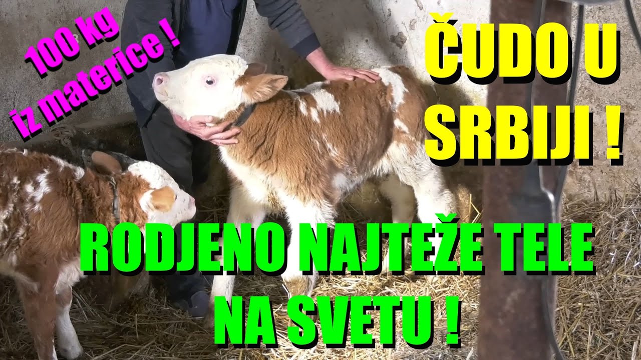 ČUDO - ČUDO - RODJENO TELE OD 100 KILA! Kao da ima 3 meseca   NAJTEŽE TELE NA SVETU RODJENO OVDE...