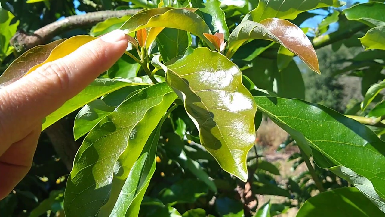 Reading avocado leaves