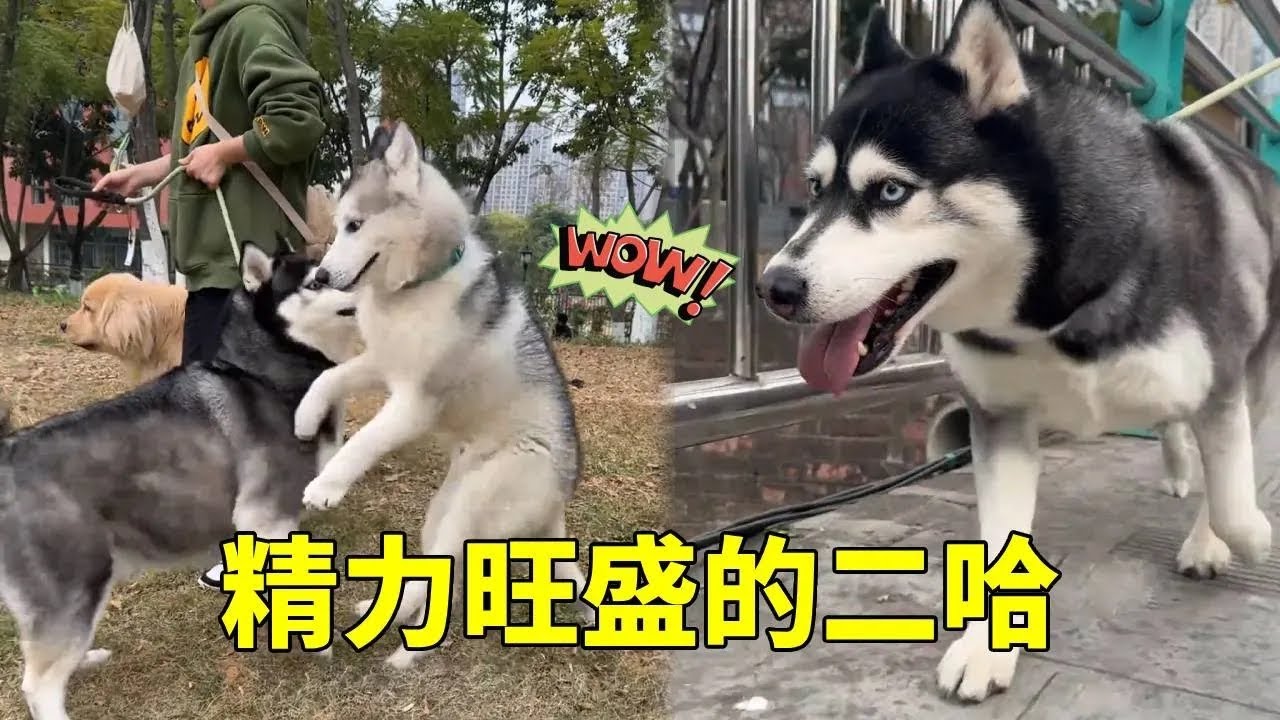 上门遛一只赛季哈士奇，竟然被骂250，谁说哈士奇智商不高的！#萌宠#哈士奇#万物可爱计划 #宠物生活 #狗子的迷惑行为 #萌宠