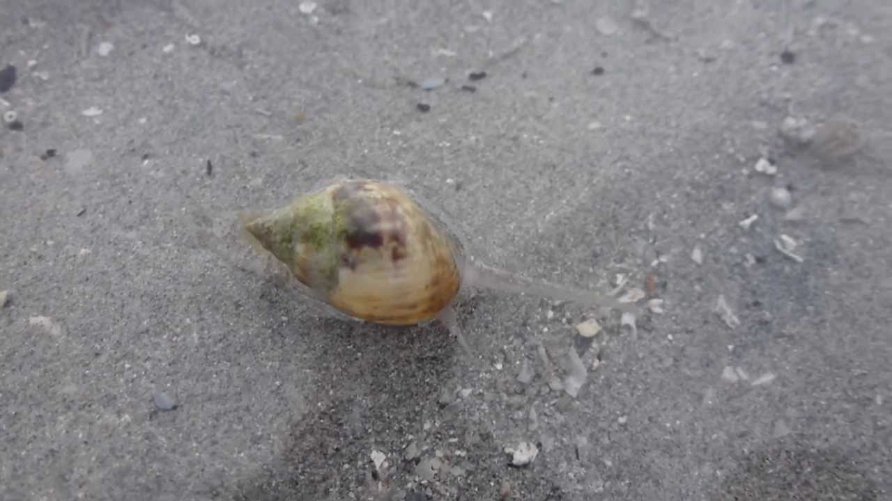 Dog Whelk Snail
