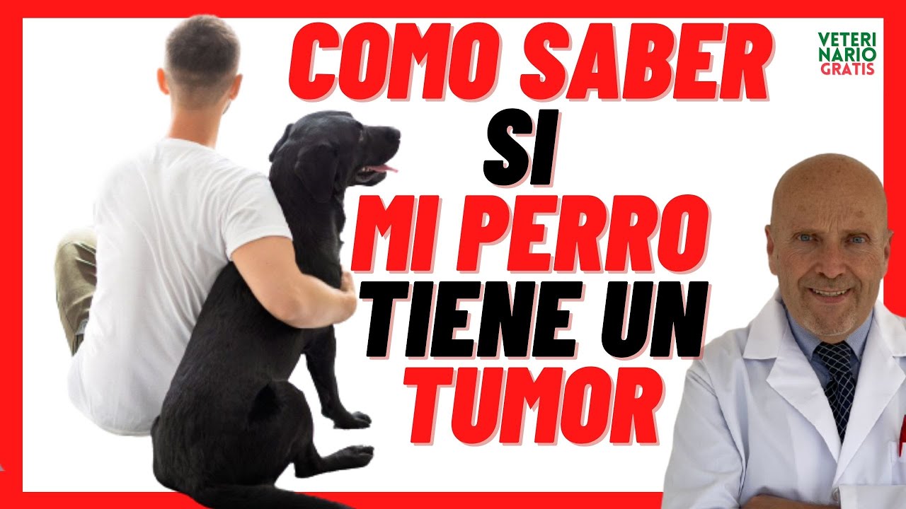 🆘  Como Saber si mi PERRO tiene un TUMOR 🔴 Síntomas y Tipos de CÁNCER (de Piel, Linfomas,) en Perros