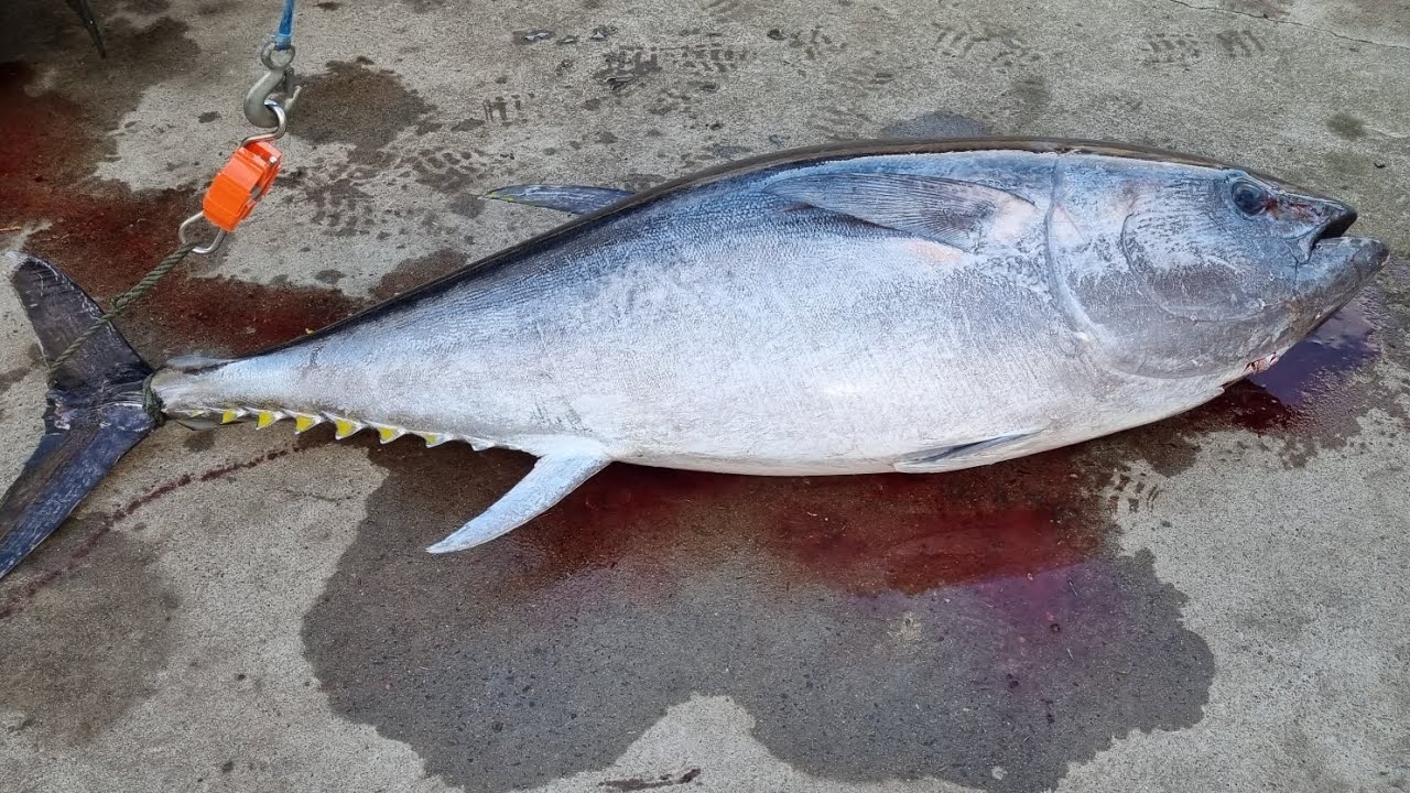 100kg Solo Pt Macdonnell barrel bluefin