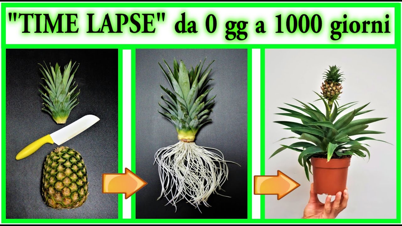 ВРЕМЯ LAPSE ANANAS рождение и рост от нуля до 3 лет, с цветением растения