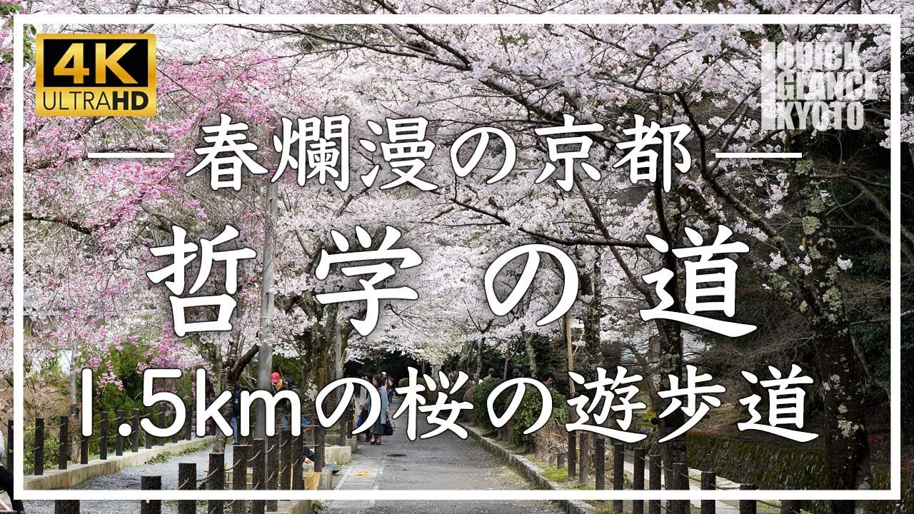 春爛漫の京都 〜 哲学の道 〜 疏水分線に沿った遊歩道を満開のソメイヨシノが美しく彩ります。春の京都、哲学の道の桜をご覧下さい[No.298] #京都桜