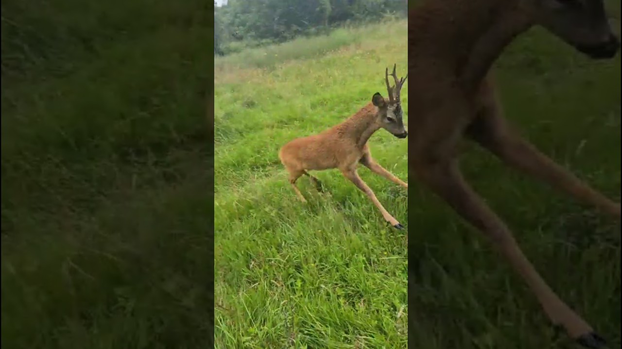 Nevidjeno,Srndać napo čovjeka i psa na povodcu
