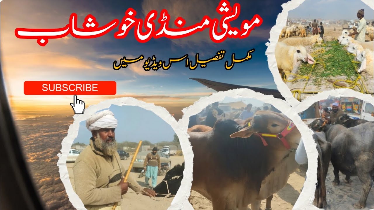 Khushab Mandi Updates |Janwar Mandi Australian Fresian Bachrian |At Khushab Punjab |