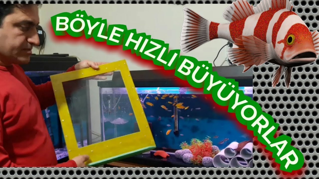 YAVRU BALIKLAR KULUÇKADAN BÜYÜK AKVARYUMA, ciklet balıkları