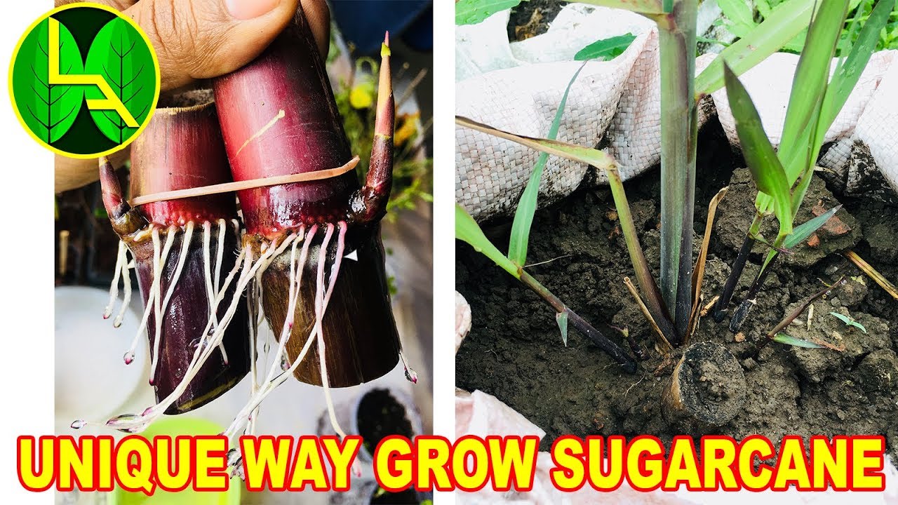 how to grow sugarcane at home - Unique way
