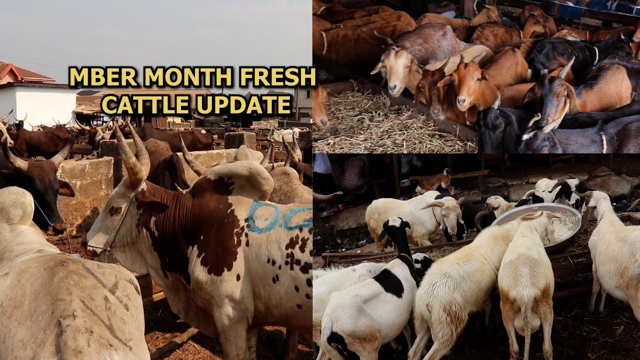 MBER FRESH CATTLE UPDATE LATEST PRICES OF VARIOUS CATTLE AT ADUWAWA CATTLE MARKET IN BENIN CITY