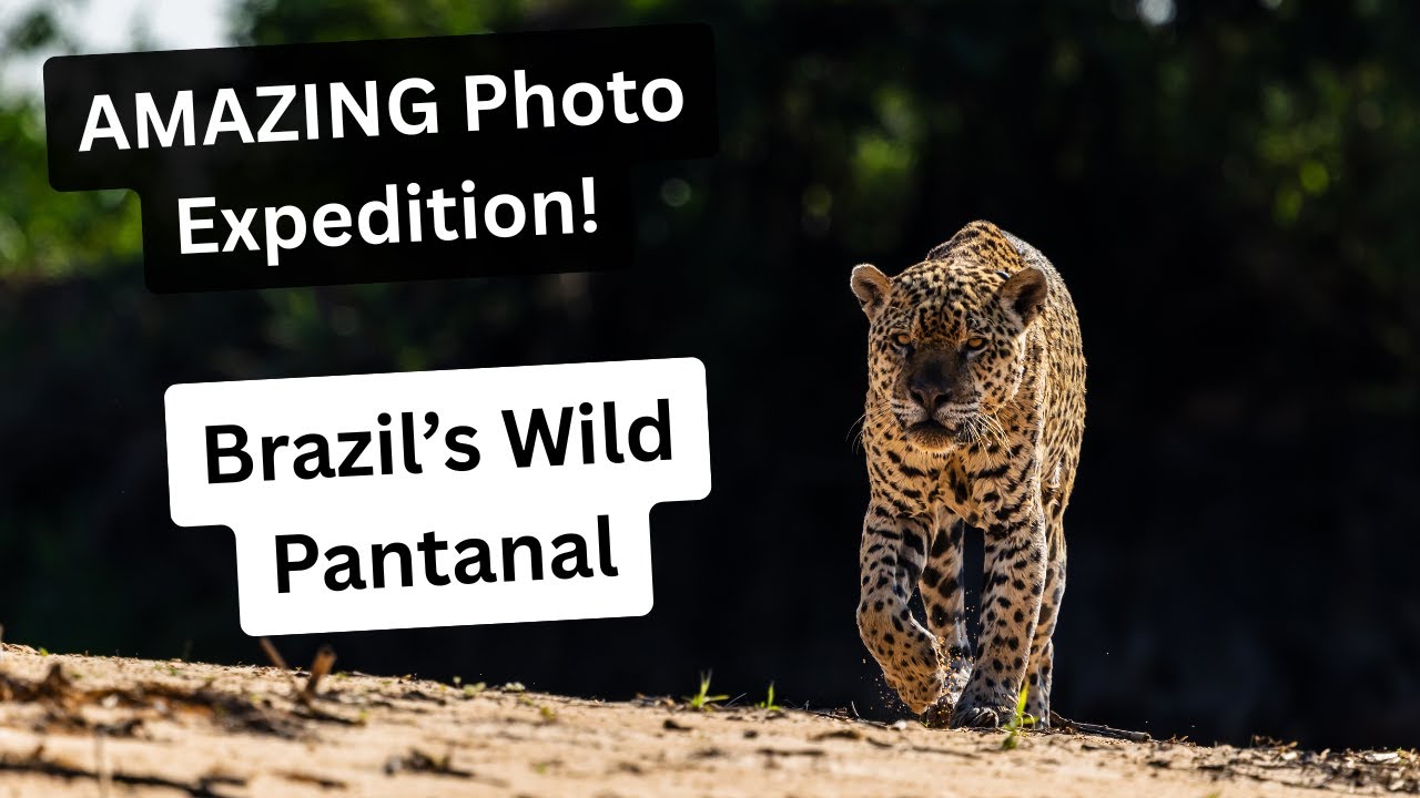 ЛУЧШИЕ фотографии Jaguar! ЭПИЧЕСКАЯ фотоэкспедиция в дикий Пантанал, Бразилия. Часть 1.